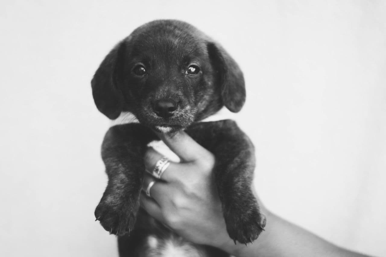Adorable young puppy being held gently by hand