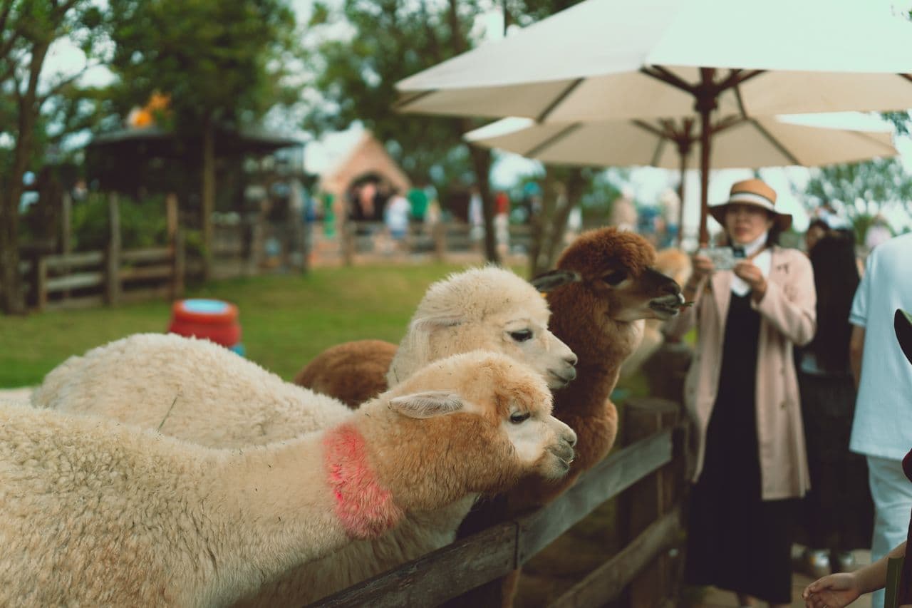 Alpacas at a farm being watched by visitors