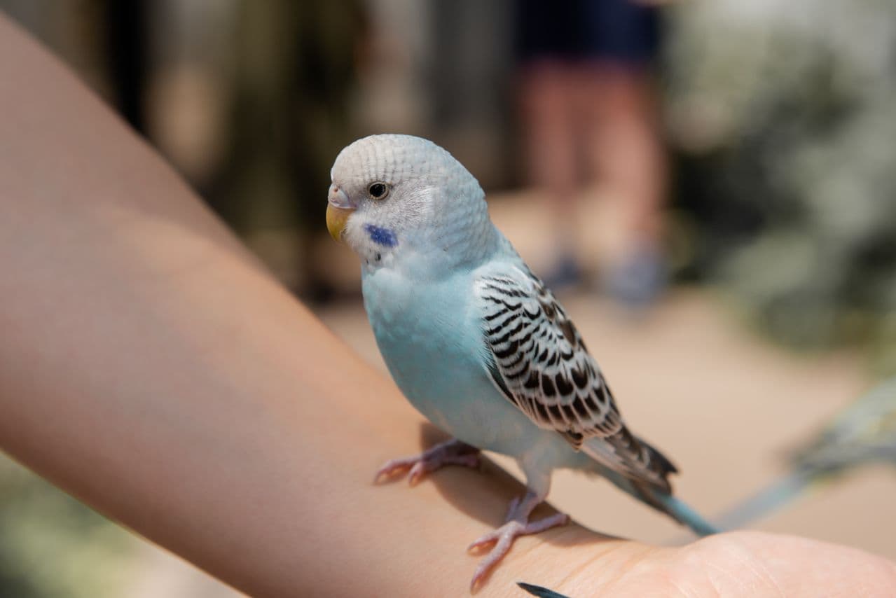 Small pet bird resting calmly on someone's hand