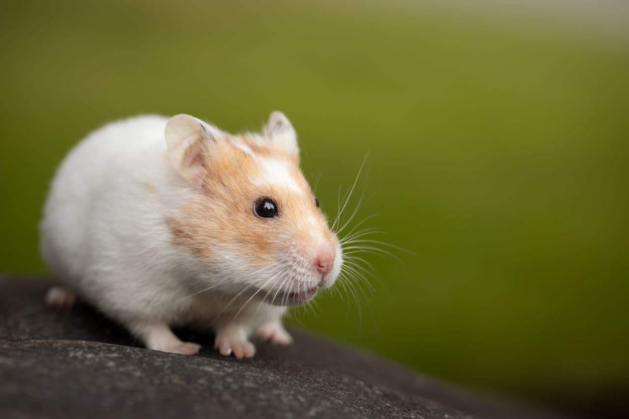 Small hamster sitting on a stone