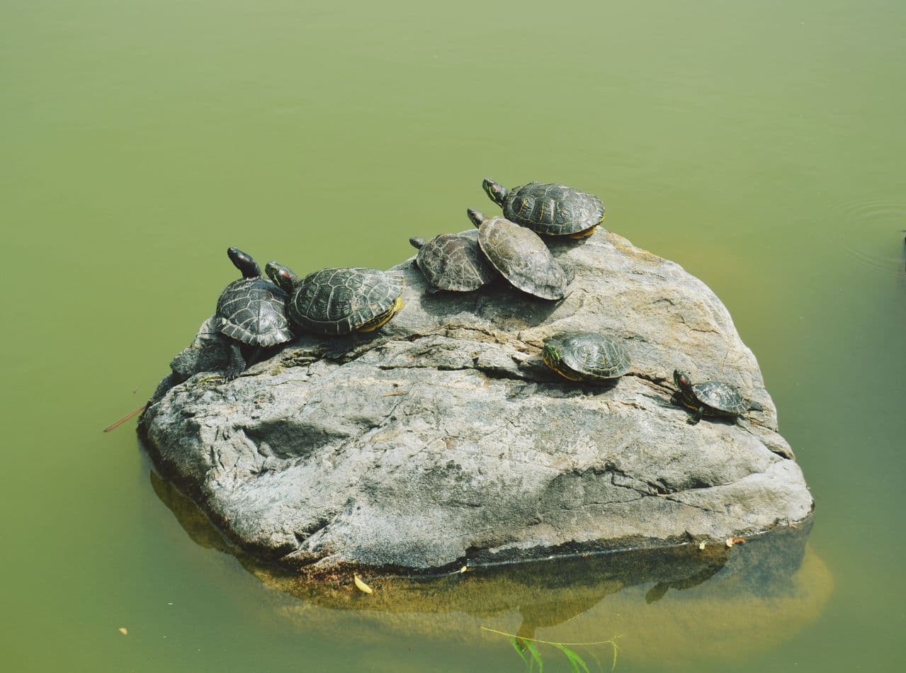 Turtles basking together on a rock in the sun