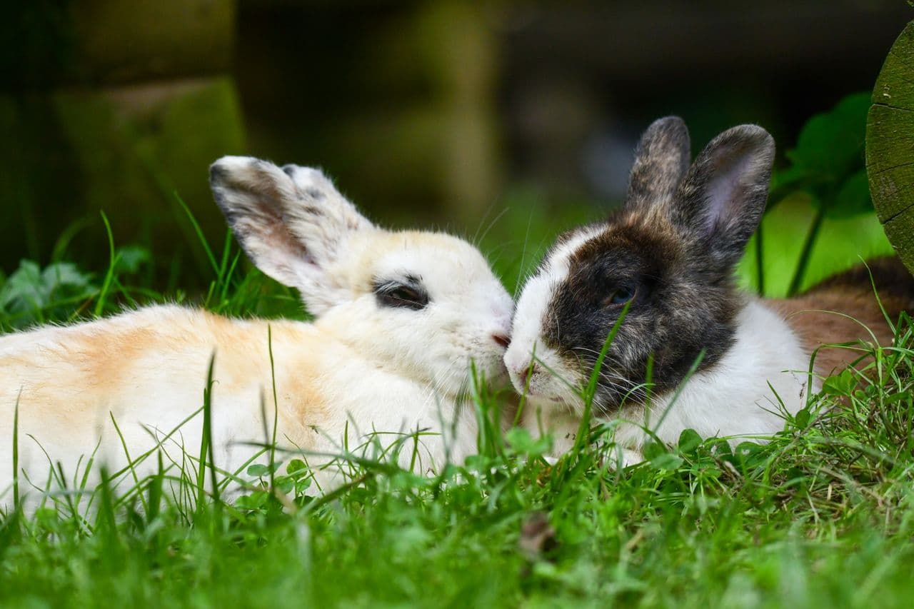 Two rabbits lying together, nuzzling each other