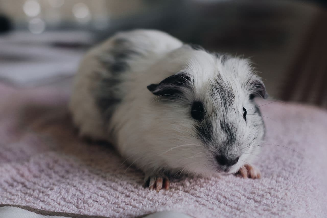 Guinea pig resting on a soft towel