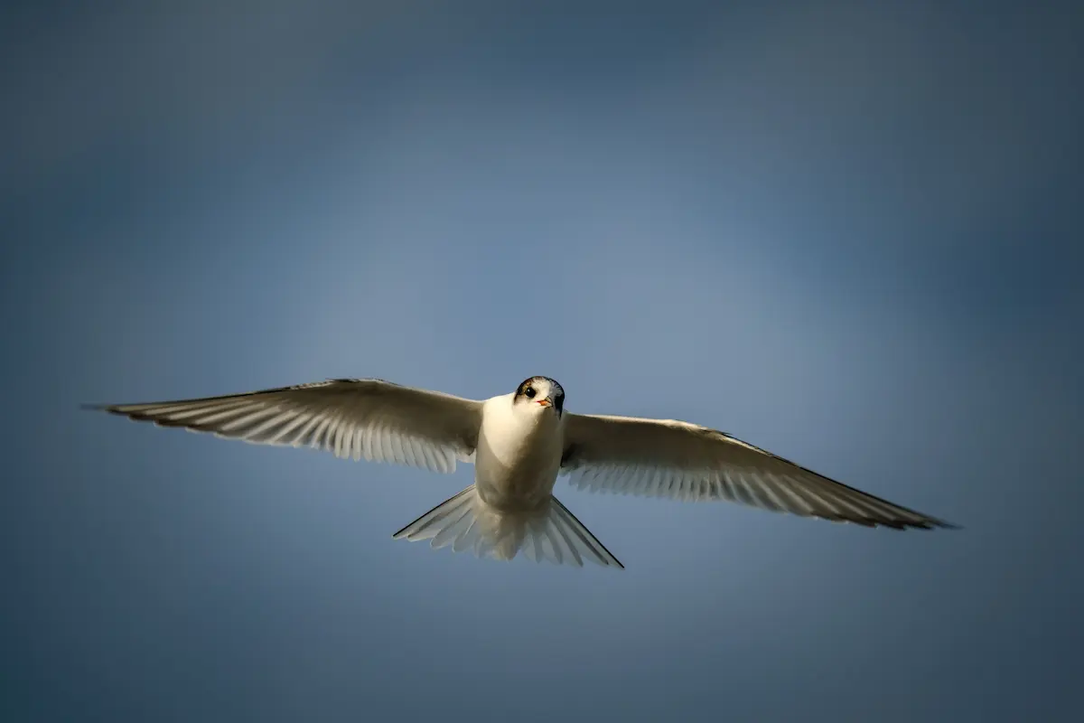 A tern flying gracefully with its wings fully extended, a natural example of wingspan in the animal world